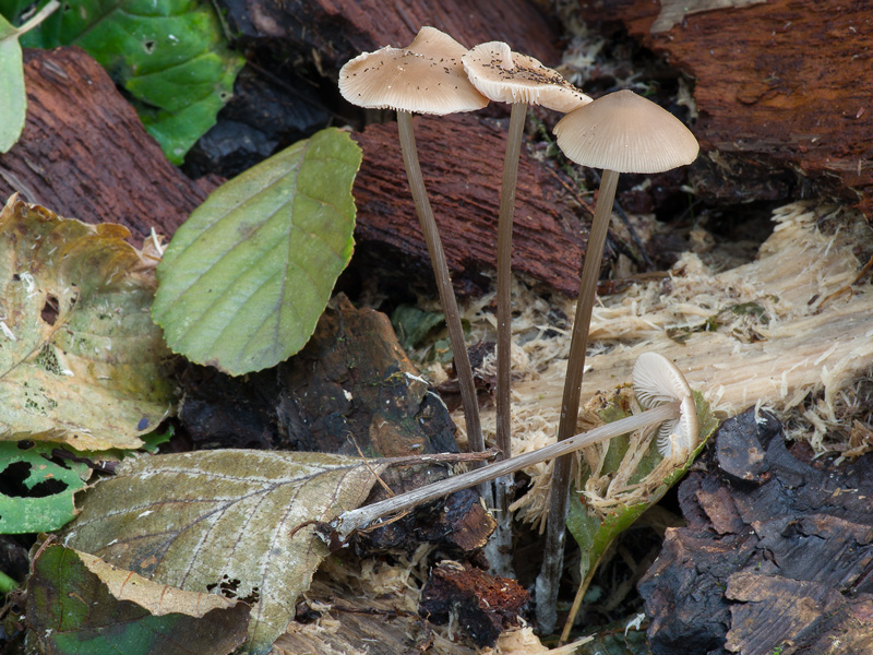 Entoloma hebes